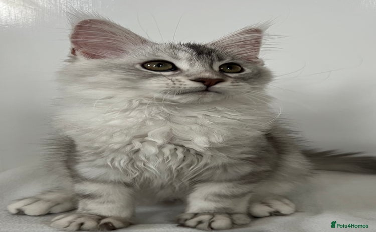 Maine Coon cats - Advert 12