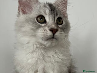 Maine Coon cats - Advert 24