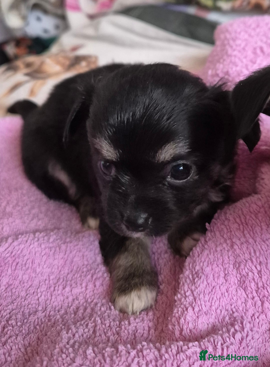 Chihuahua dogs for sale: Beautiful chihuahua puppies  - Advert 4
