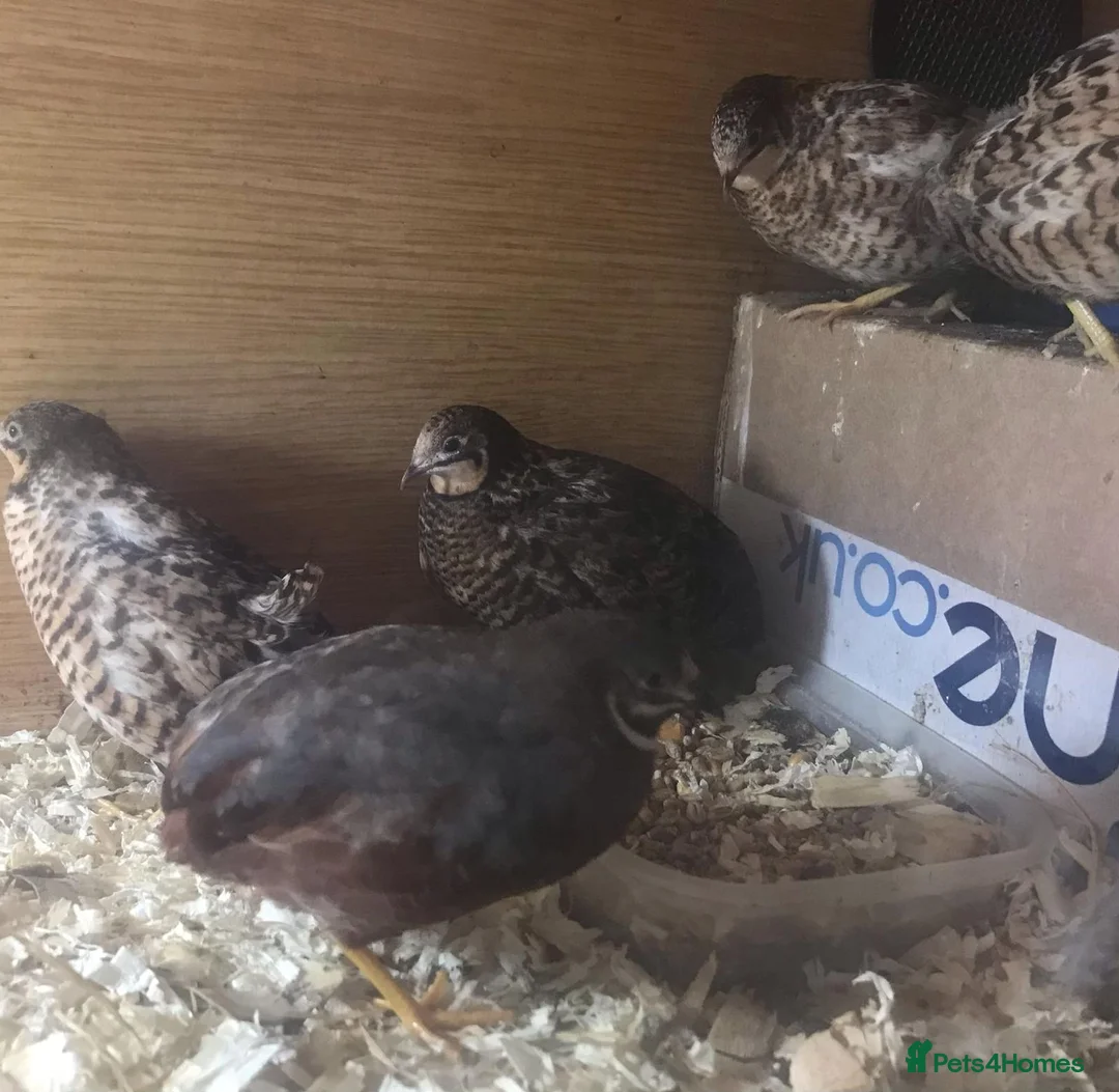 Quail poultry for sale: QUAIL EGGS/CHINESE PAINTED BUTTONS ! - Advert 27