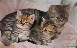 Mixed Breed cats for sale: Beautiful British Shorthair Tabby Female Kittens - Image 4
