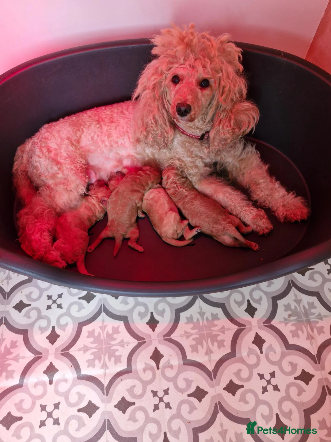 Mixed Breed dogs for sale: Beautiful Red Poodle Puppys for Sale - Advert 1