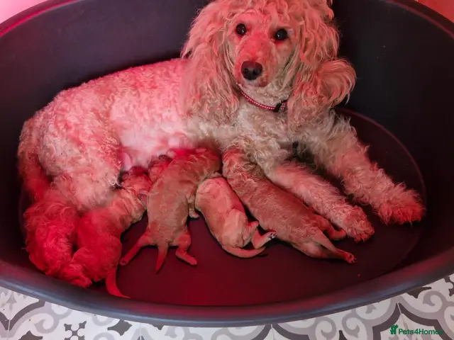 Miniature Poodle dogs for sale: Beautiful Minature Red Poodle Puppys for Sale - Advert 1