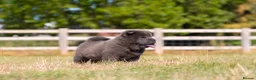 Chow Chow dogs for sale: Stunning smooth and fluffy ChowChow puppies  - Advert 6