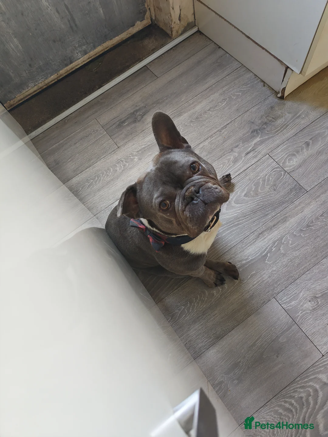 French Bulldog dogs for sale: 6 year old male frenchie - Advert 2