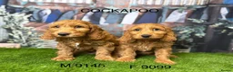 Cockapoo dogs for sale: Stunning Cockapoo Puppies  - Advert 2