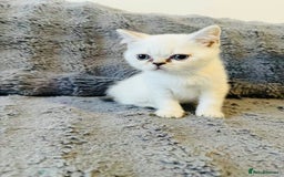 Scottish Fold cats for sale: Gold White Scottish Straight Rare Kitten  - Image 1