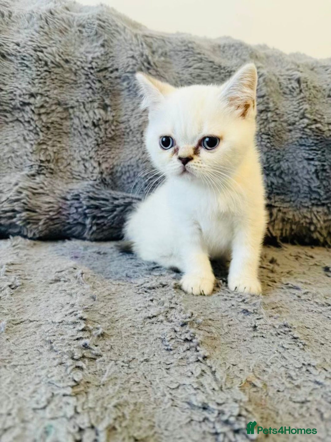 Scottish Fold cats for sale: Gold White Scottish Straight Rare Kitten  - Image 1