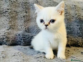 Scottish Fold cats - Advert 4