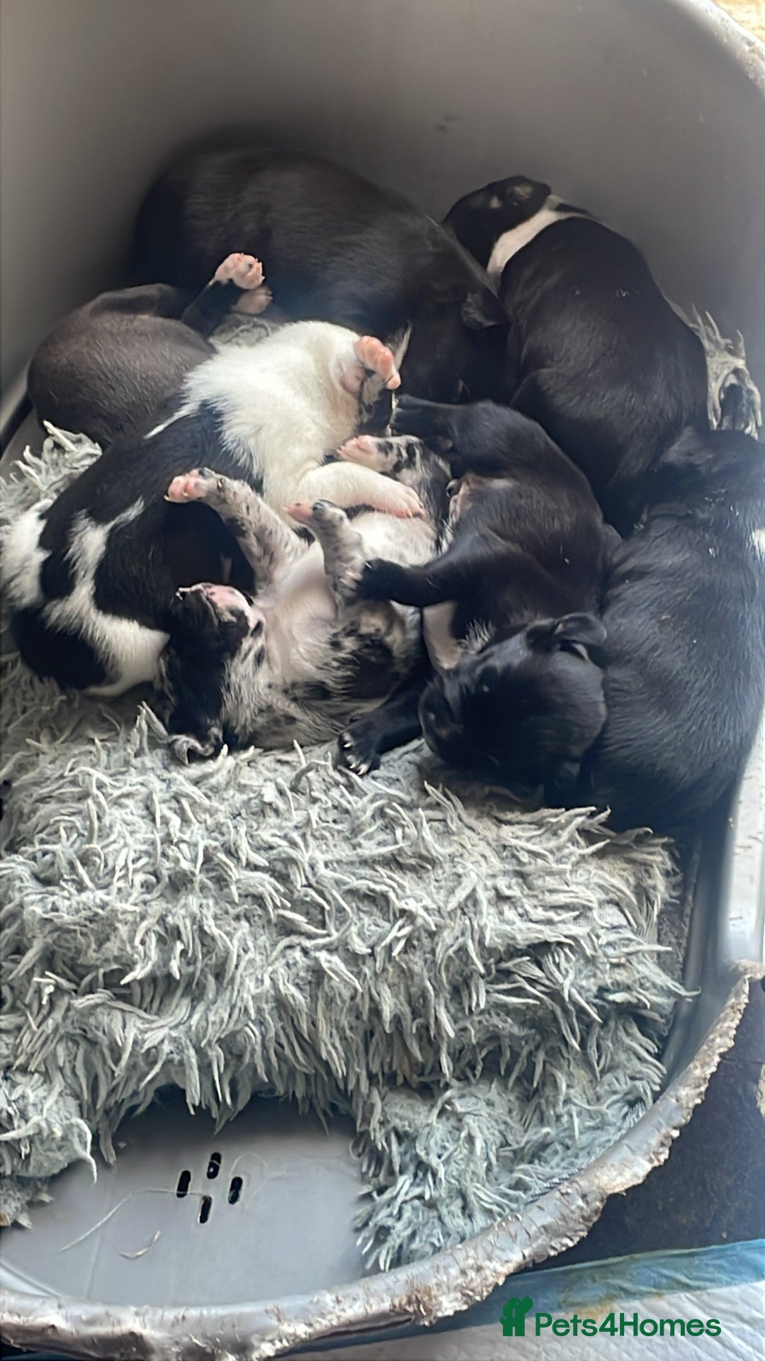 Mixed Breed dogs for sale: Aussie shepherd/staffy - Image 22