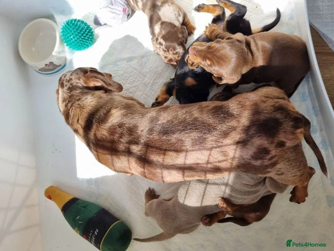 Miniature Dachshund dogs for sale: Miniature Dachshunds puppies for sale in Derby - Advert 2