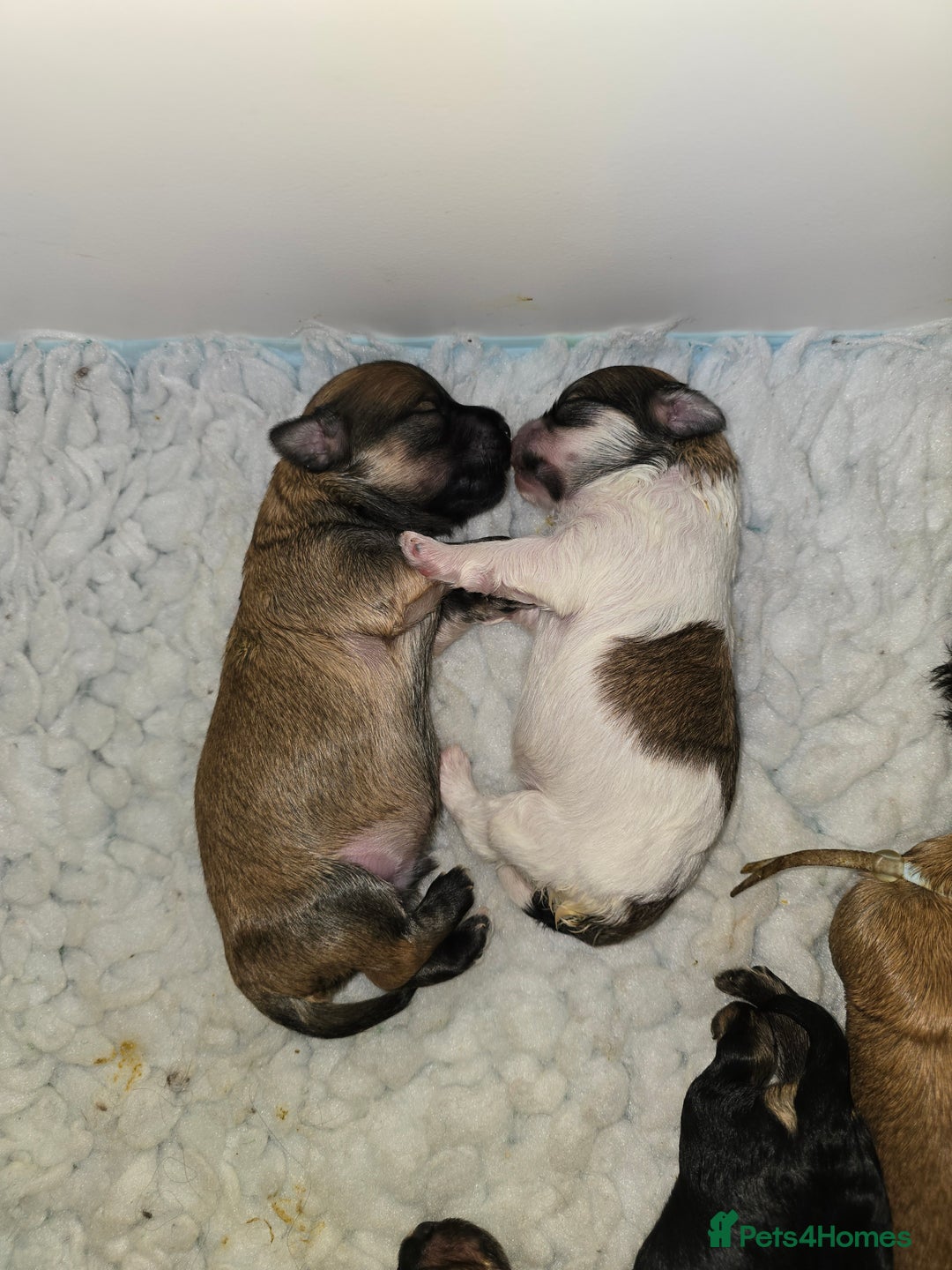 Havanese dogs for sale: Pedigree Havanese pups - Advert 8