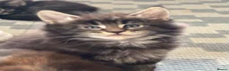 Maine Coon cats for sale: Maine coon baby’s  - Advert 31