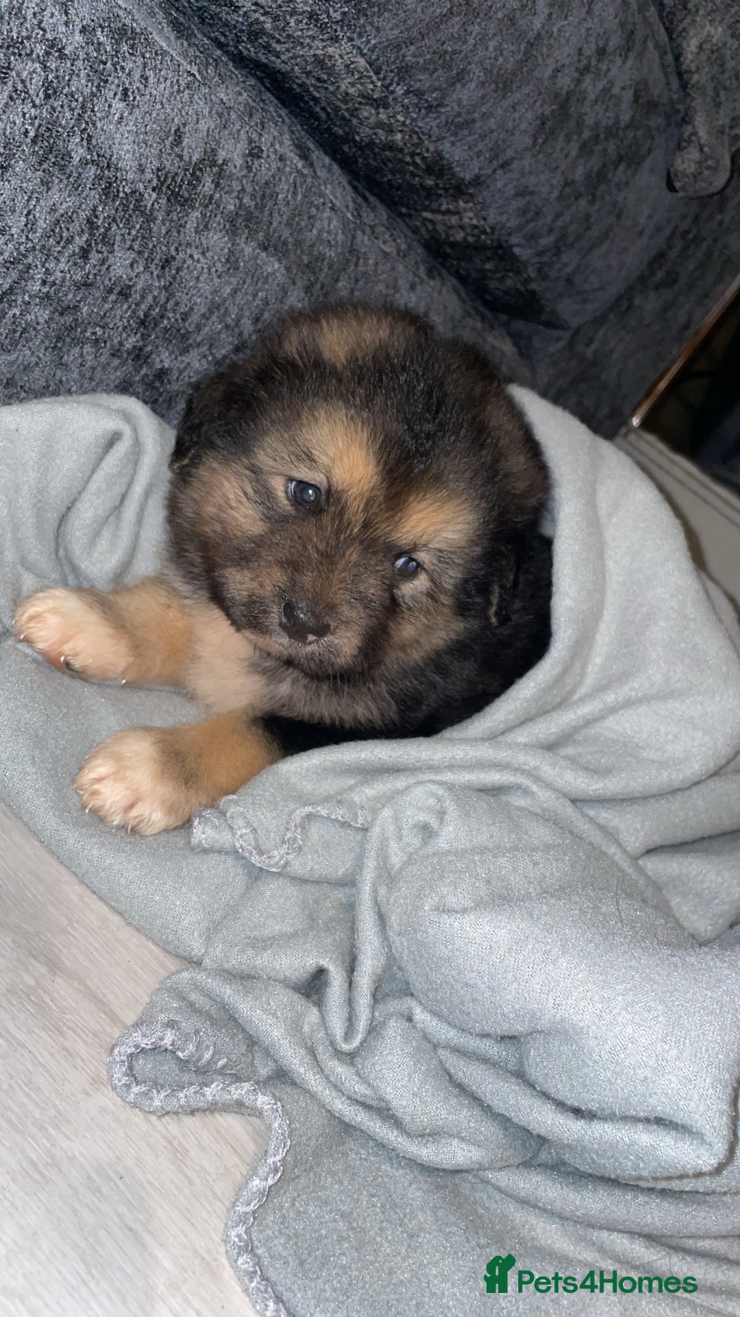 Mixed Breed dogs for sale: *only 1 male left* Malkita puppies 4 boys - Advert 7