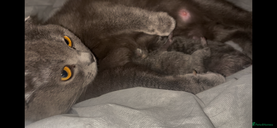 Scottish Fold cats for sale: Adorable Scottish Fold x British Shorthair Kitten - Image 10