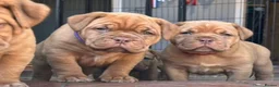 Dogue De Bordeaux dogs for sale: 🌟 UK Champion Parents - Puppies Due 🌟 - Advert 3