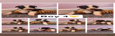 Lurcher 4