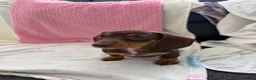 Miniature Dachshund dogs for sale: Miniature dachshund puppies in Largs - Advert 24