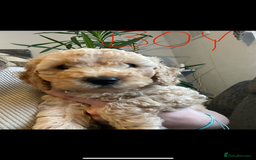 Cockapoo dogs for sale: Cockapoo puppies  - Image 7