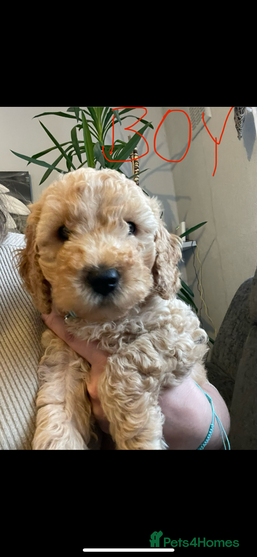 Cockapoo dogs for sale: Cockapoo puppies  - Image 7