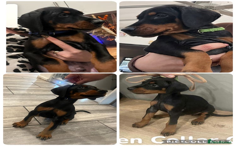 Dobermann dogs Ready now:KC reg’d vaccinated European Dobermans  - Advert 13