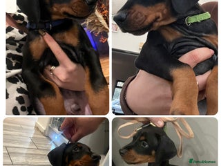 Dobermann dogs Ready now:KC reg’d vaccinated European Dobermans - Advert 7