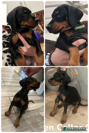 Dobermann dogs Ready now:KC reg’d vaccinated European Dobermans - Advert 13