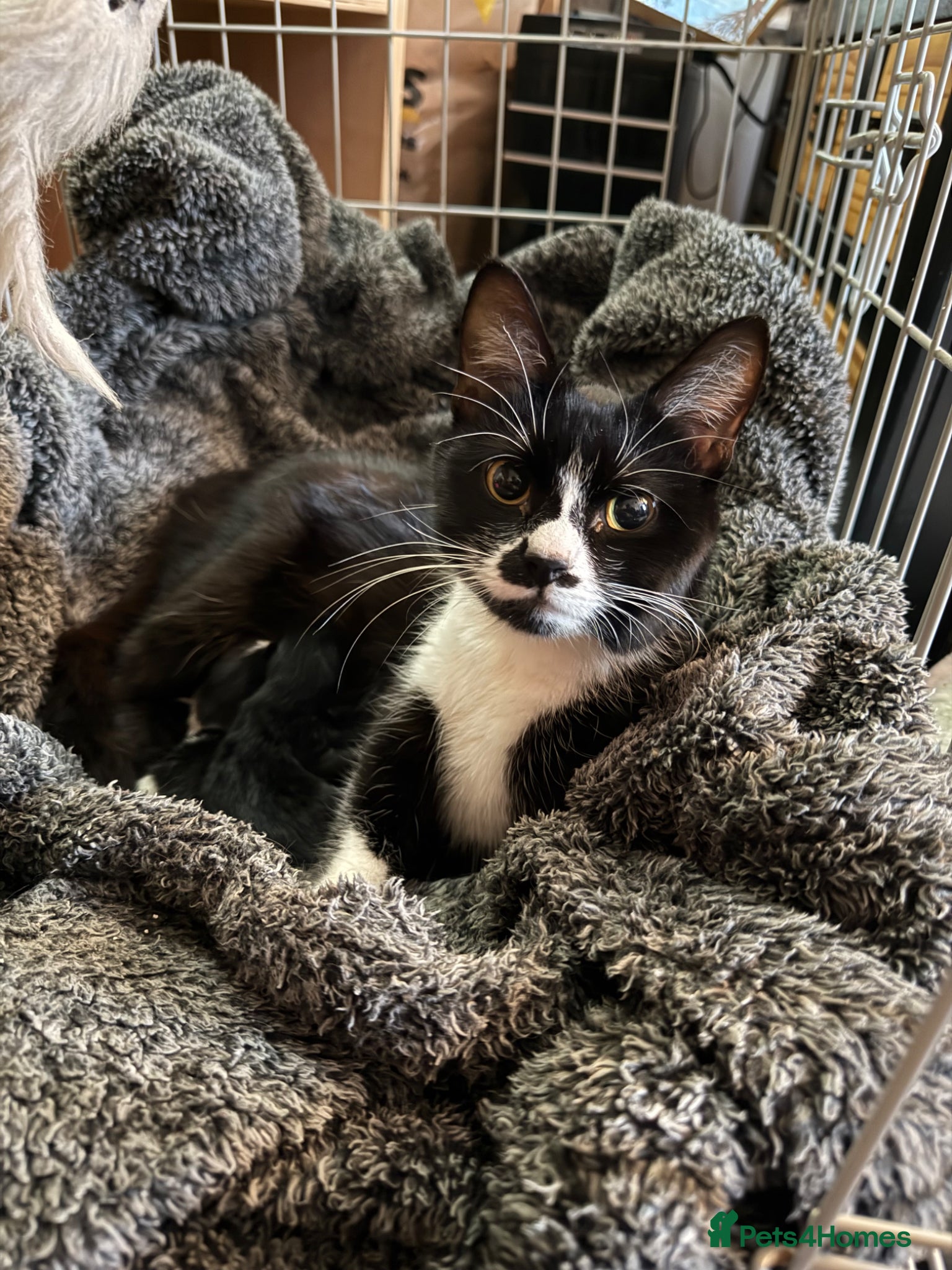 Mixed Breed cats Domestic shorthair x kitten - Advert 4