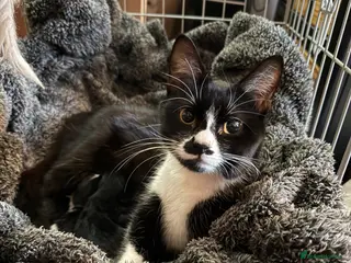 Mixed Breed cats Domestic shorthair x kitten - Advert 4