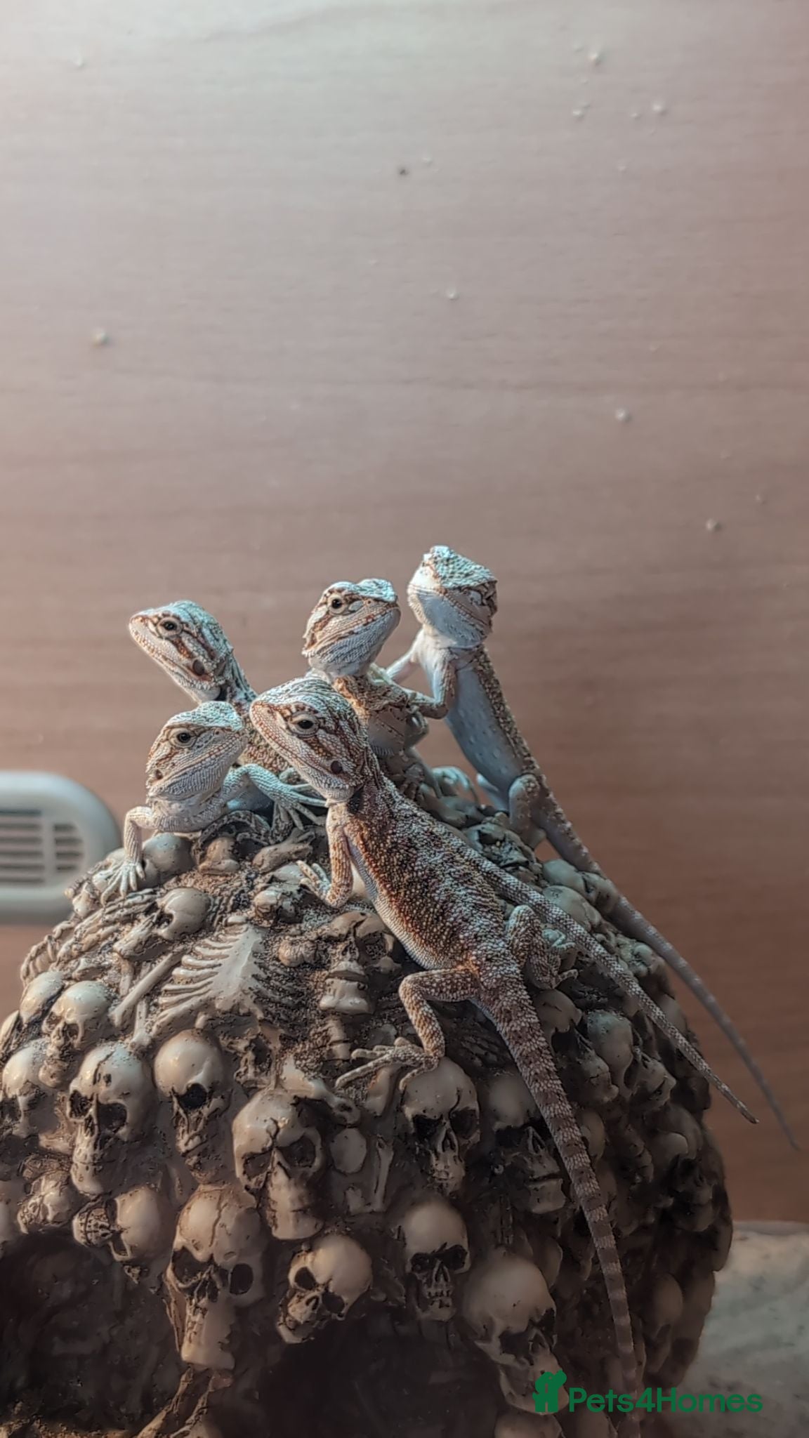 Bearded Dragon reptiles Baby bearded dragons - Advert 2