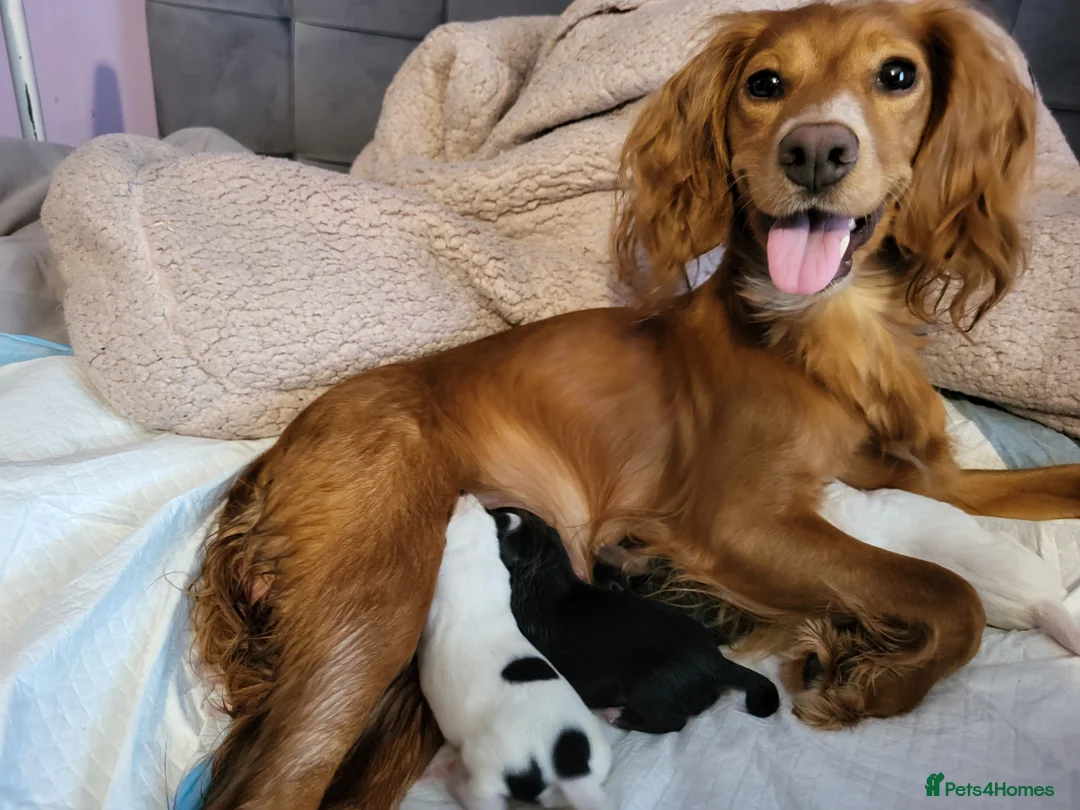 Mixed Breed dogs for sale: Springer cockadors in Swindon - Advert 2