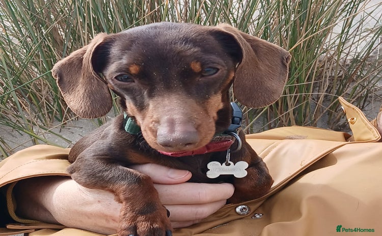 Miniature Dachshund dogs - Advert 10