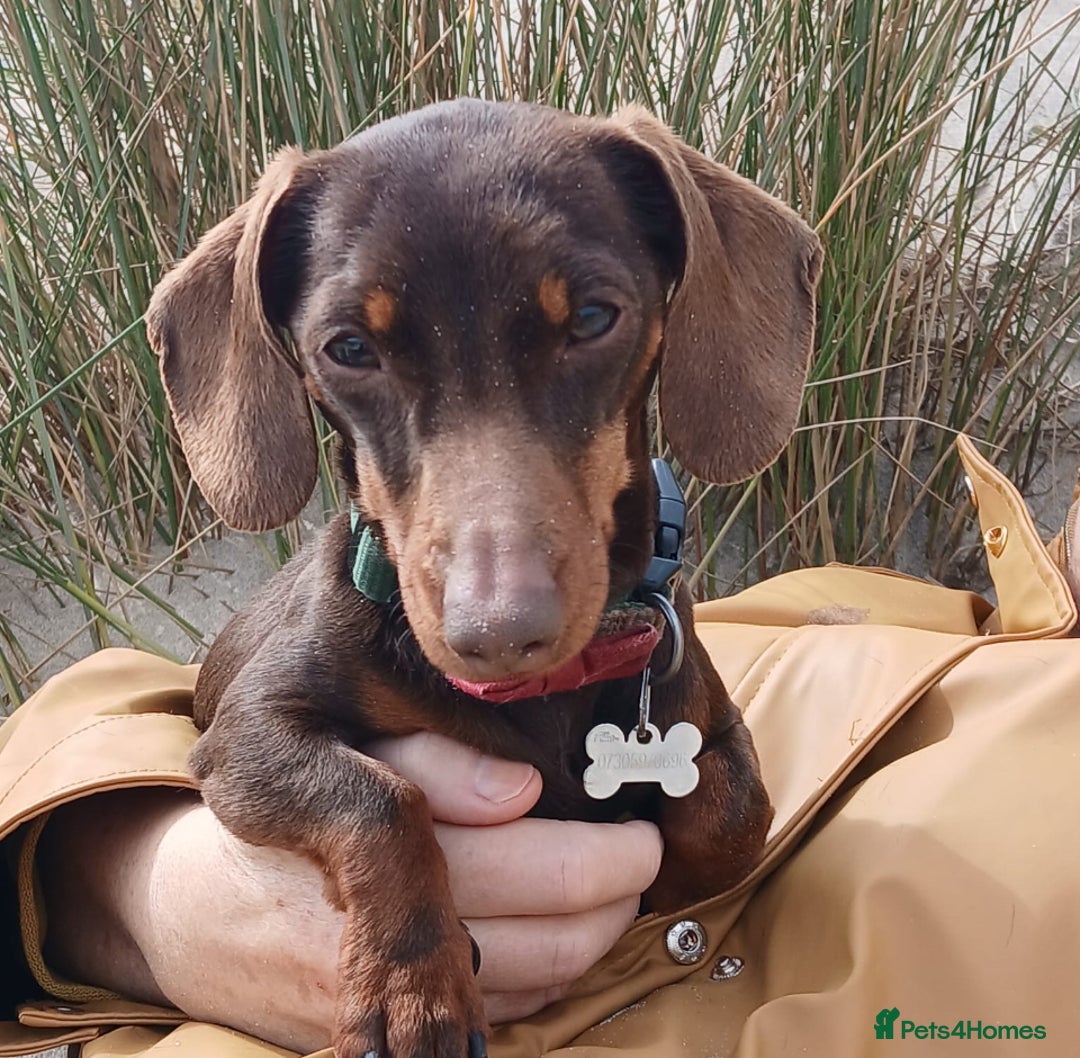 Miniature Dachshund dogs for sale: Miniature Dachshund Looking for His Forever Home  - Image 1