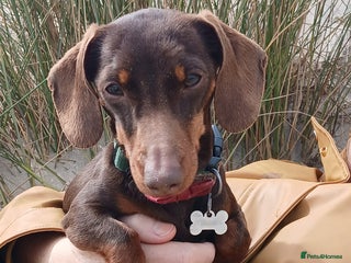 Miniature Dachshund dogs - Advert 15