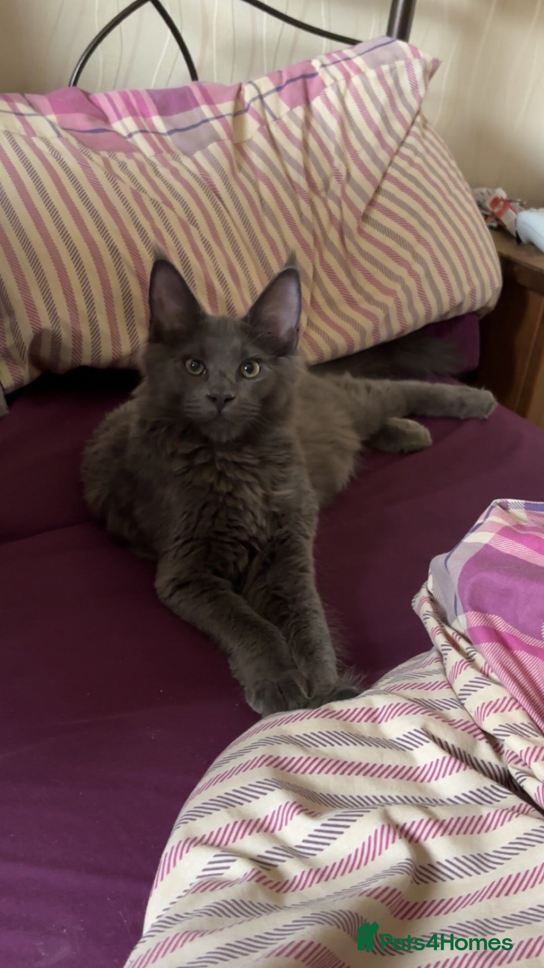 Maine Coon cats Maine coon kitten - Advert 5