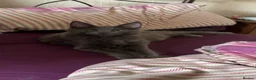 Maine Coon cats for sale: Maine coon kitten - Advert 1