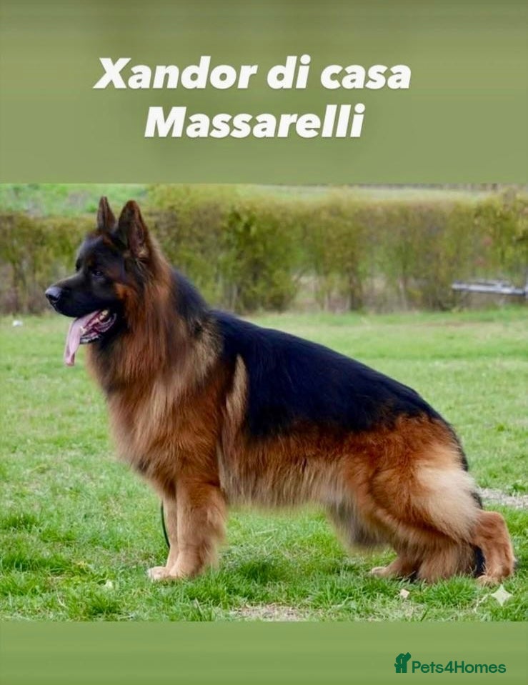 German Shepherd dogs Fabulous Pups out of Xandor di Casa Massarelli - Advert 8