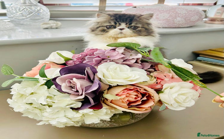 Persian cats in Ashton-under-Lyne - Advert 1