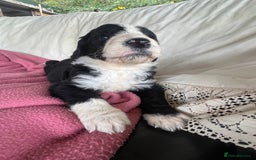 Bordoodle dogs for sale: Adorable Bordoodle (collie-poo) pups for sale  - Image 15
