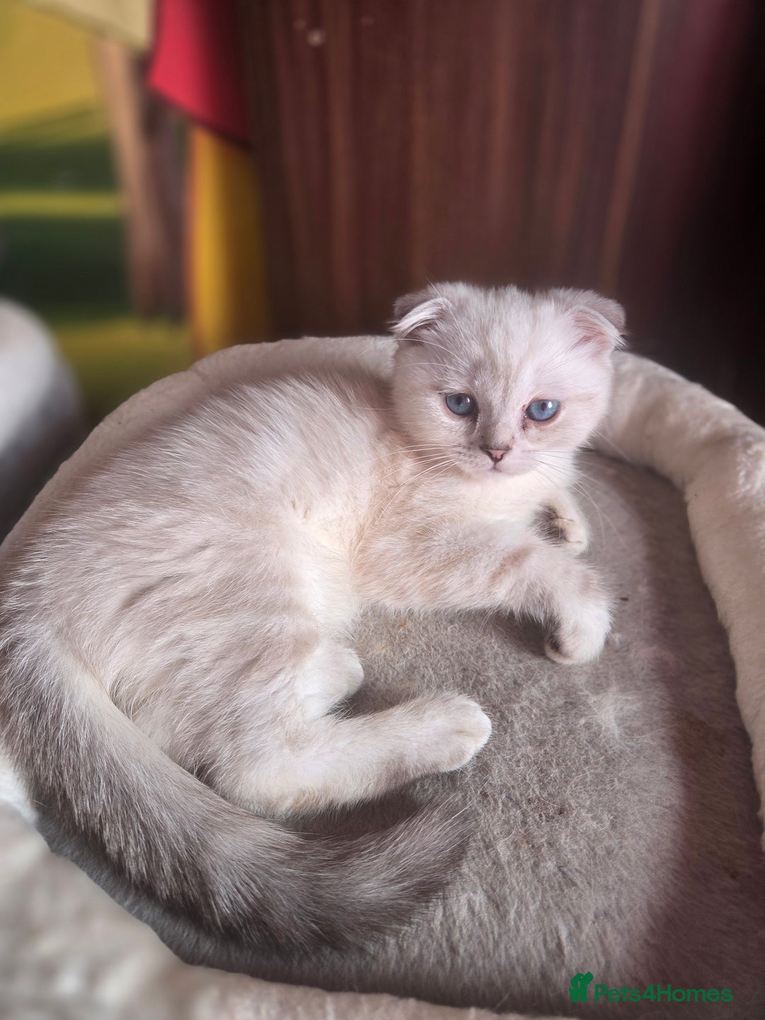 British Shorthair cats for sale: Amazing kittens ready to go 😻🥰😻 - Image 1