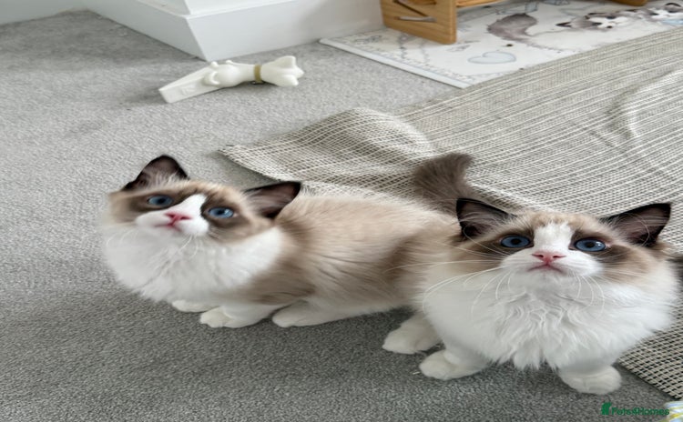 Ragdoll cats - Advert 6