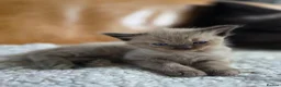 Ragdoll cats for sale: Beautiful Ragdoll Kittens - Advert 18