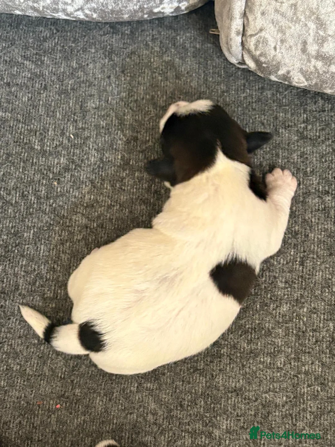 Jack Russell dogs for sale: 3 stunning full bred Jack Russell puppies in Staines - Advert 4