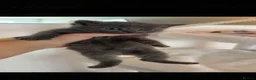 British Shorthair cats for sale: British short hairs  - Advert 5