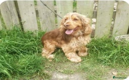 Cockapoo dogs for sale: Cockerpoo puppies F1 stunning colours - Image 13