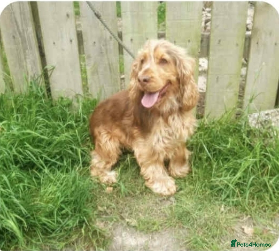 Cockapoo dogs for sale: Cockerpoo puppies F1 stunning colours - Image 13