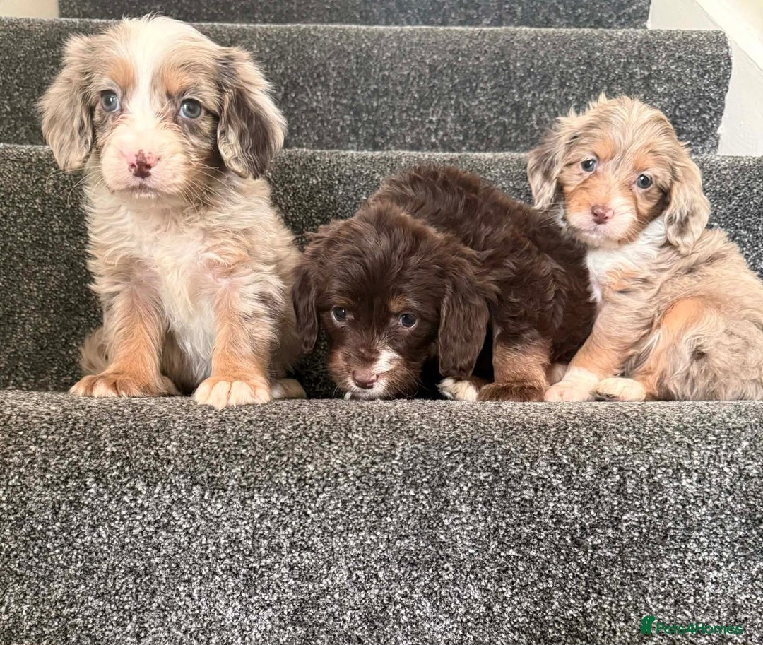 Cockapoo dogs for sale: Outstanding puppies are ready go to  - Advert 3