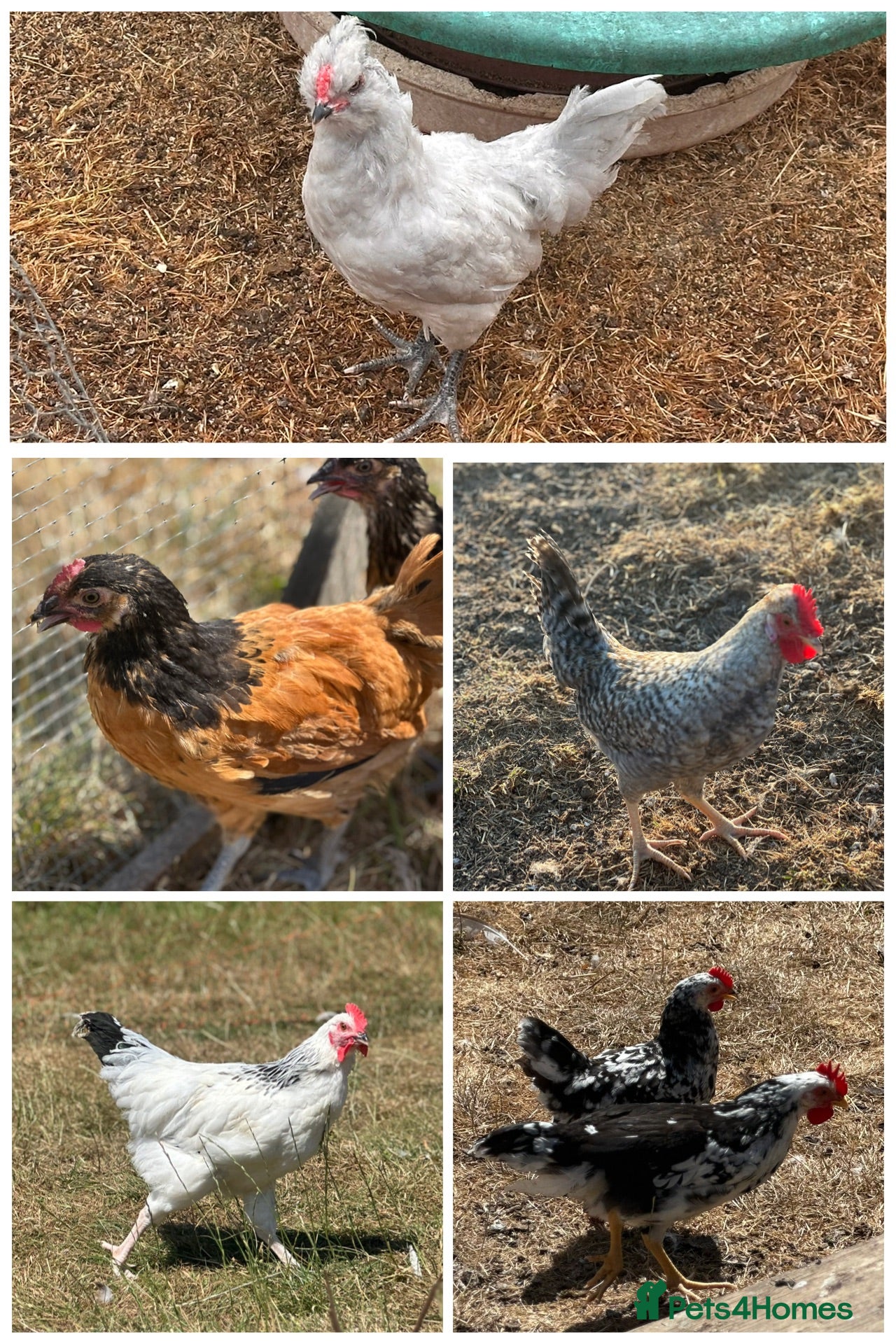 Chickens poultry for sale: Pure Breed Cockerels  - Advert 2