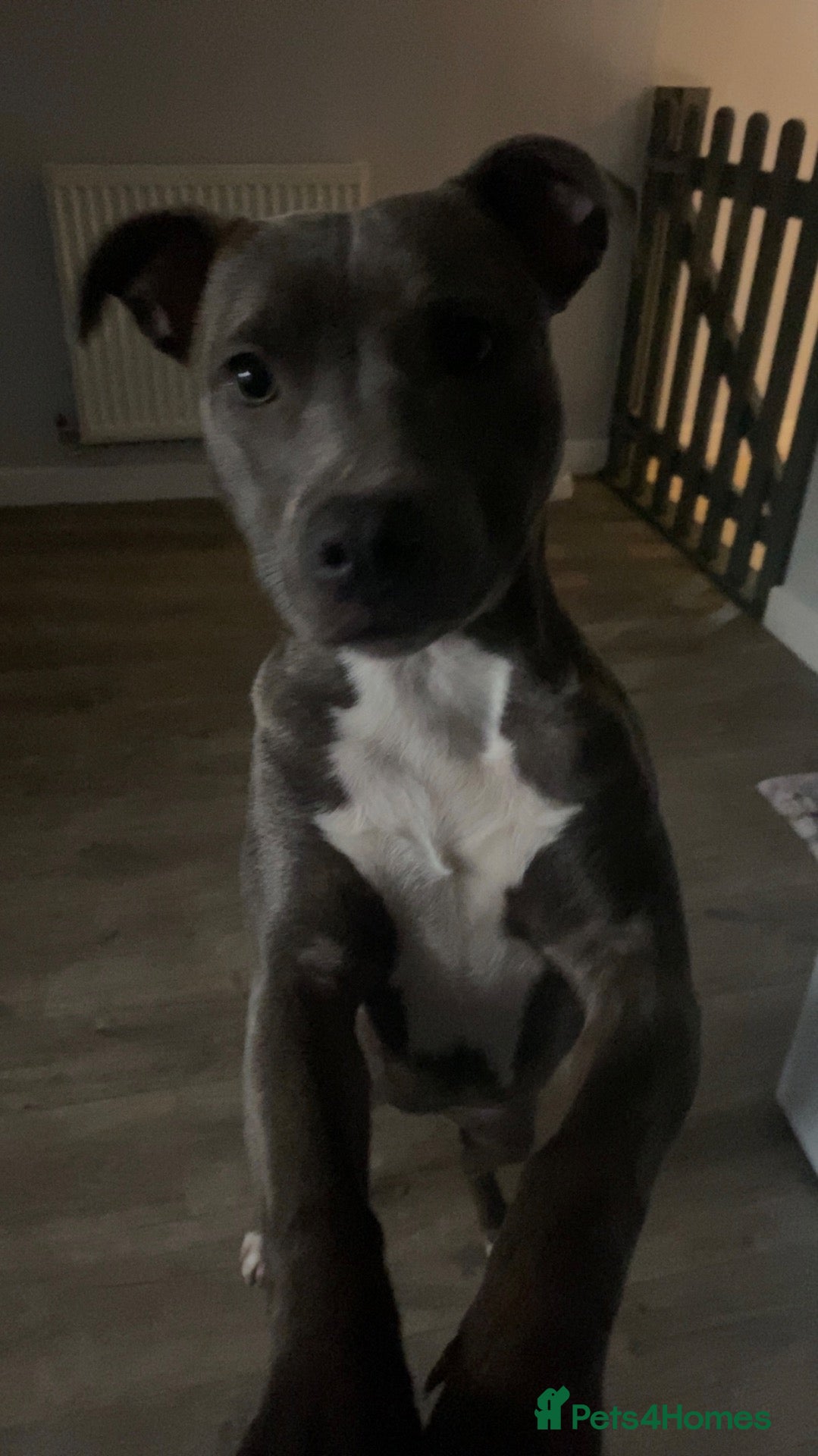 Mixed Breed dogs Miniature Dachshund X Staffy puppies - Advert 1
