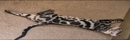 Bengal cats for sale: Tica registered charcoal Bengal girl - Advert 2